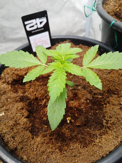 Lemon Cherry Runtz 🍒 🍋 💥. Week 1