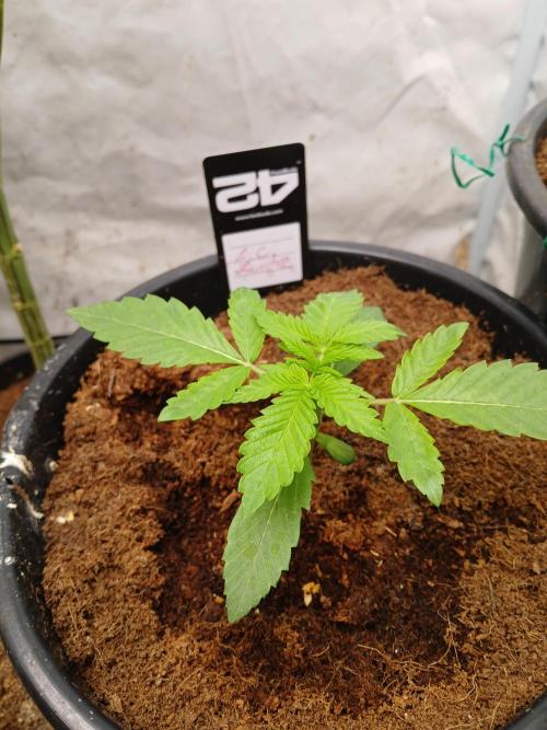 Lemon Cherry Runtz 🍒 🍋 💥. Week 1