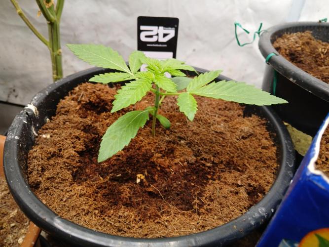 Lemon Cherry Runtz 🍒 🍋 💥. Week 1