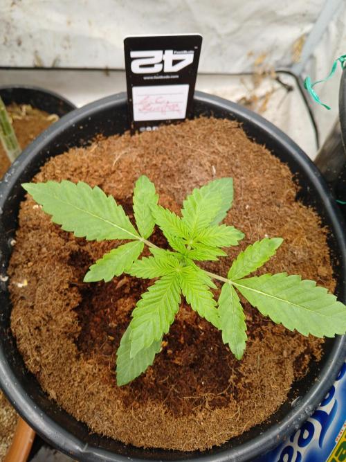 Lemon Cherry Runtz 🍒 🍋 💥. Week 1