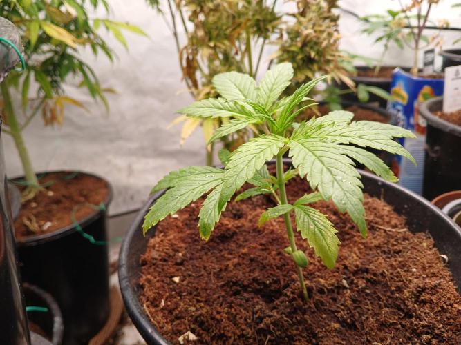 Cheese x Runtz = Chuntz. Week 1