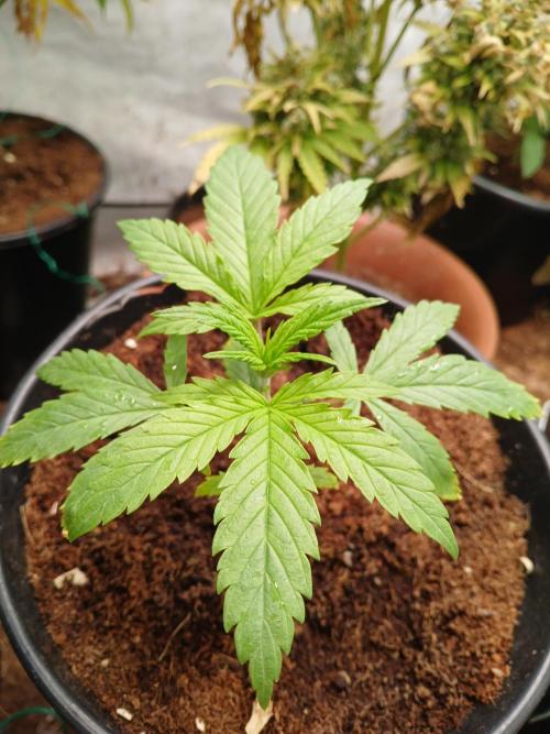 Cheese x Runtz = Chuntz. Week 1