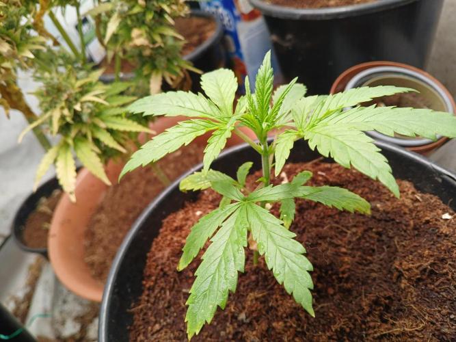 Cheese x Runtz = Chuntz. Week 1