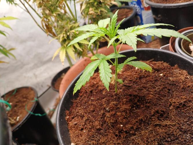 Cheese x Runtz = Chuntz. Week 1