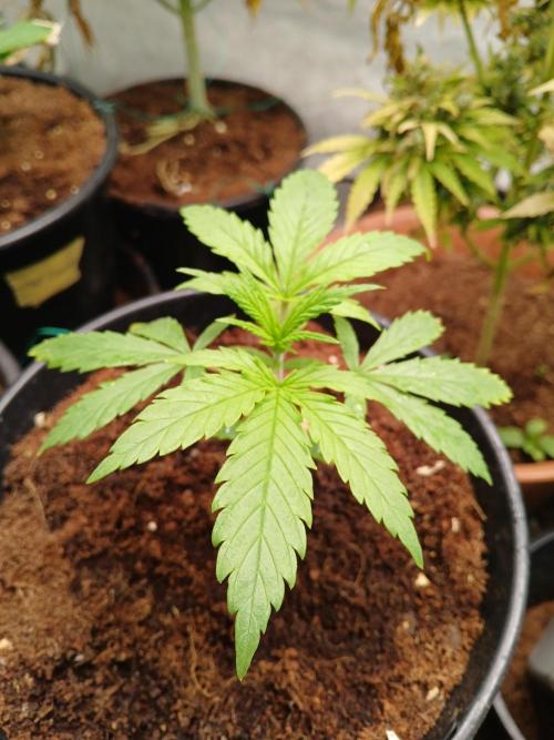 Cheese x Runtz = Chuntz. Week 1