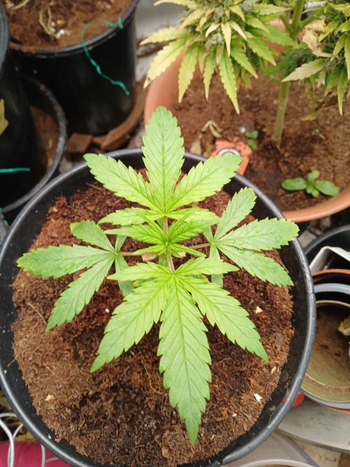 Cheese x Runtz = Chuntz. Week 1