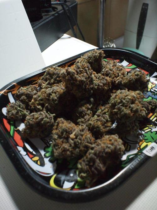 Pineapple Express. Week 8