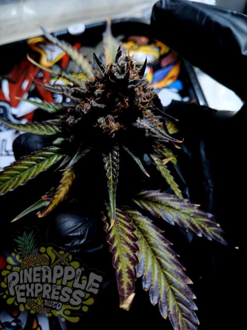 Pineapple Express. Week 8