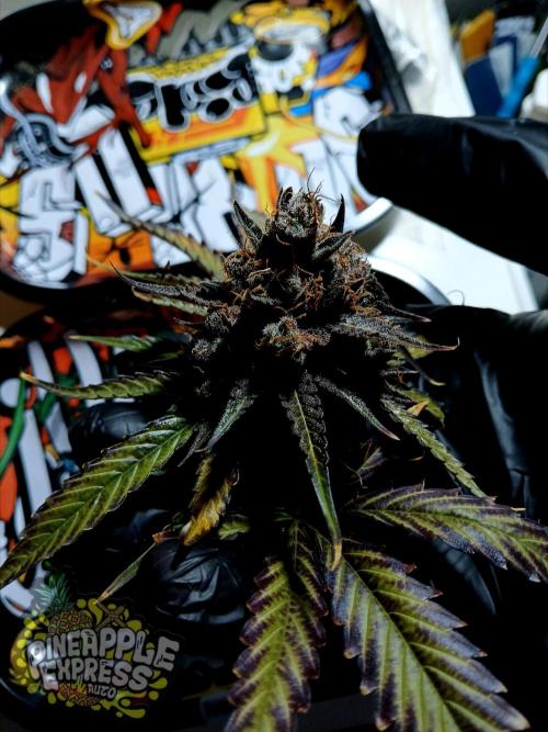 Pineapple Express. Week 8