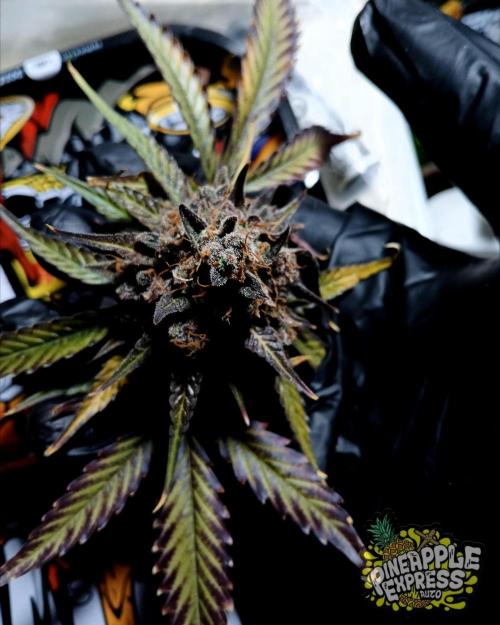 Pineapple Express. Week 8