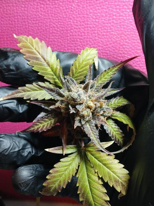 Pineapple Express. Week 8