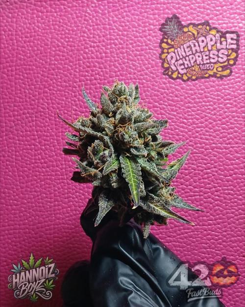 Pineapple Express. Week 8