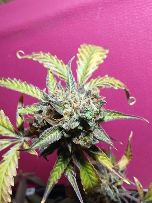 Pineapple Express. Week 8