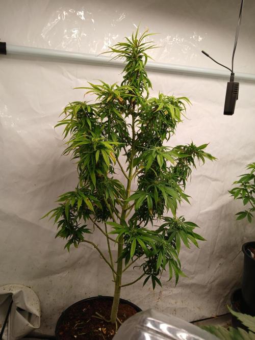 I dont no regular #Haze 90s. Week 5