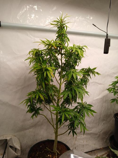 I dont no regular #Haze 90s. Week 5