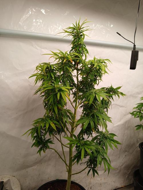 I dont no regular #Haze 90s. Week 5