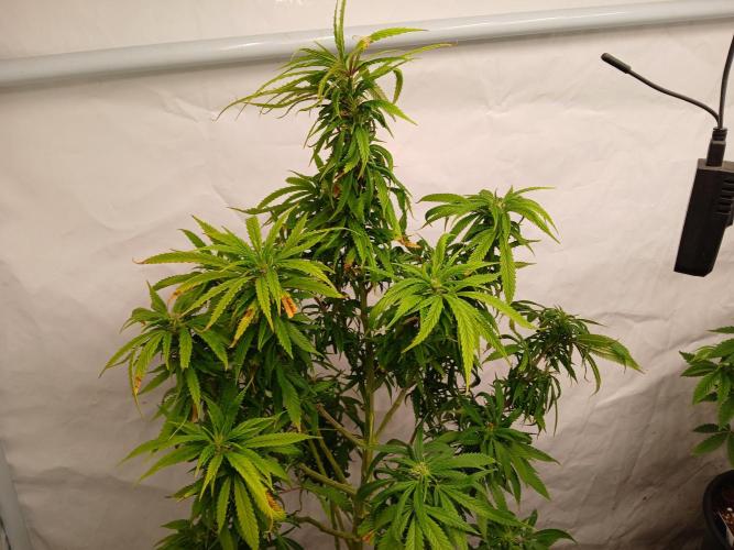 I dont no regular #Haze 90s. Week 5