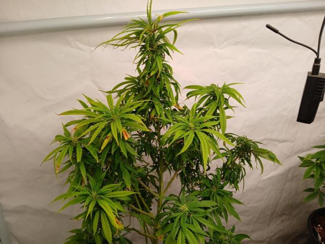 I dont no regular #Haze 90s. Week 5