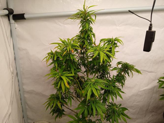 I dont no regular #Haze 90s. Week 5