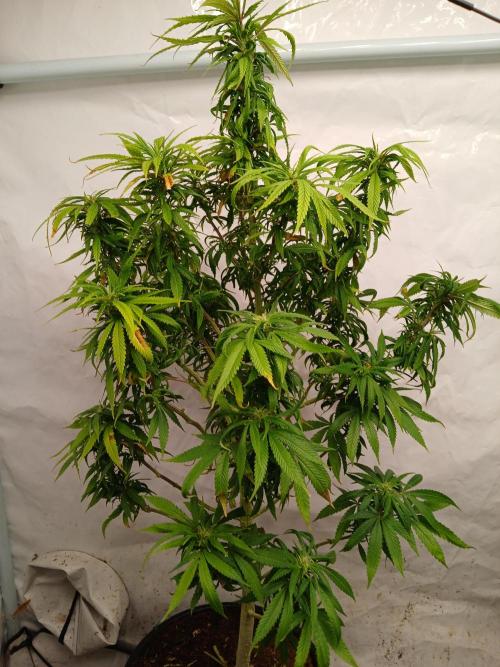 I dont no regular #Haze 90s. Week 5