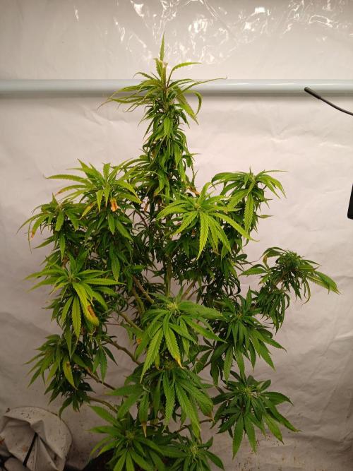 I dont no regular #Haze 90s. Week 5