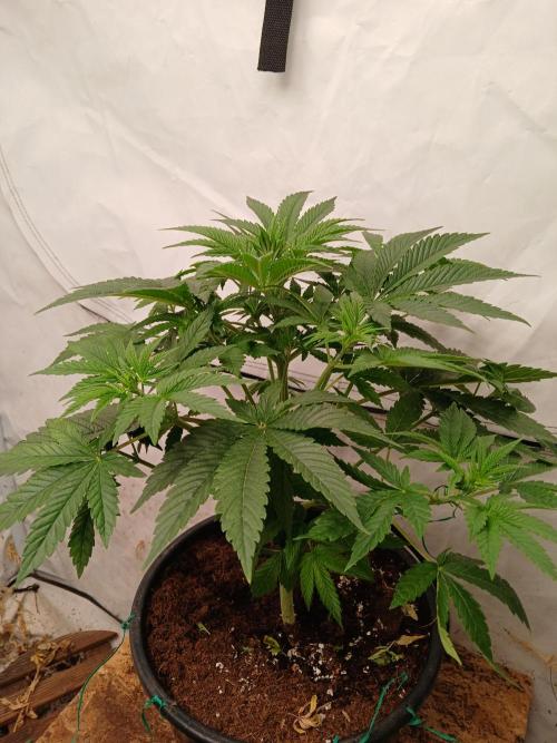 Lemon Cherry Runtz 🍒 🍋 💥. Week 2