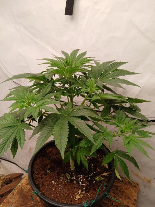 Lemon Cherry Runtz 🍒 🍋 💥. Week 2