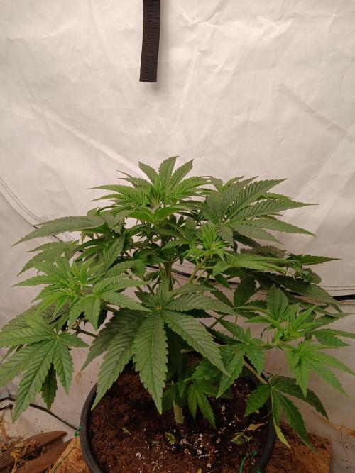 Lemon Cherry Runtz 🍒 🍋 💥. Week 2