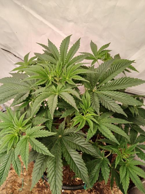 Lemon Cherry Runtz 🍒 🍋 💥. Week 2