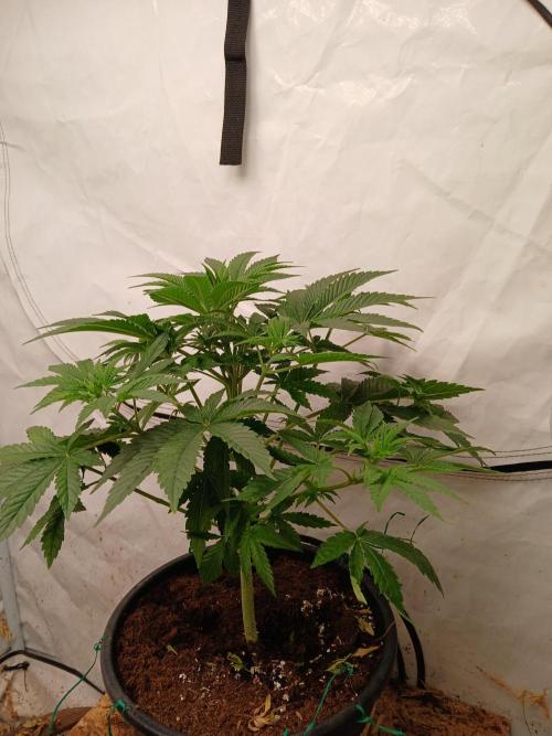 Lemon Cherry Runtz 🍒 🍋 💥. Week 2