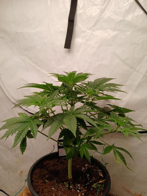 Lemon Cherry Runtz 🍒 🍋 💥. Week 2