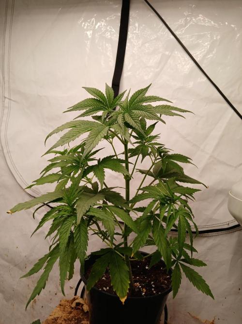 Cheese x Runtz = Chuntz. Week 2