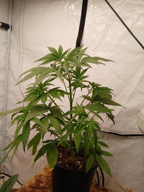 Cheese x Runtz = Chuntz. Week 2