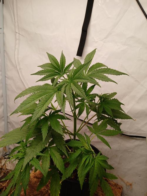 Cheese x Runtz = Chuntz. Week 2