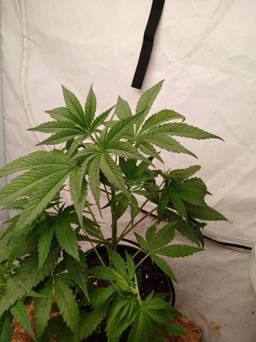 Cheese x Runtz = Chuntz. Week 2