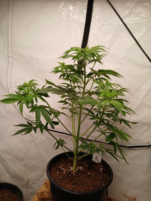 Skywalker OG. Week 3