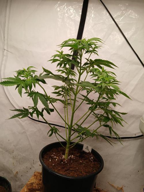 Skywalker OG. Week 3