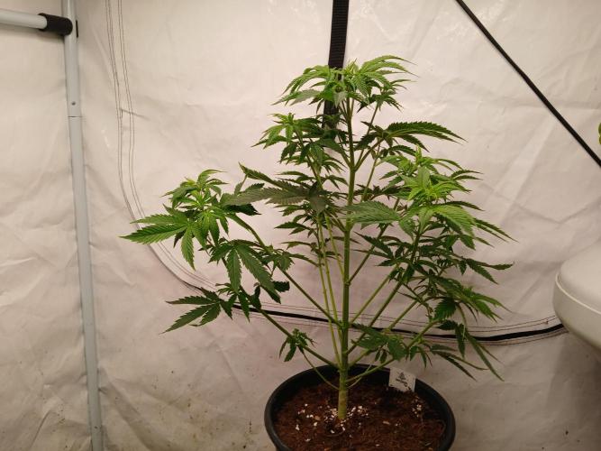 Skywalker OG. Week 3