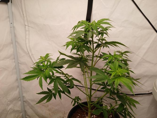 Skywalker OG. Week 3