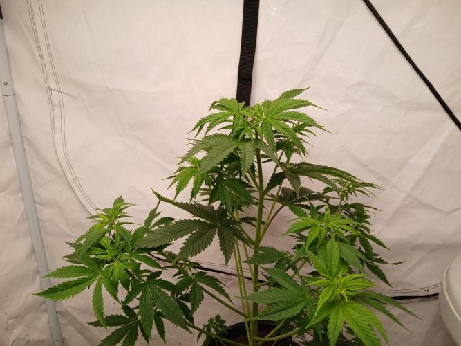 Skywalker OG. Week 3