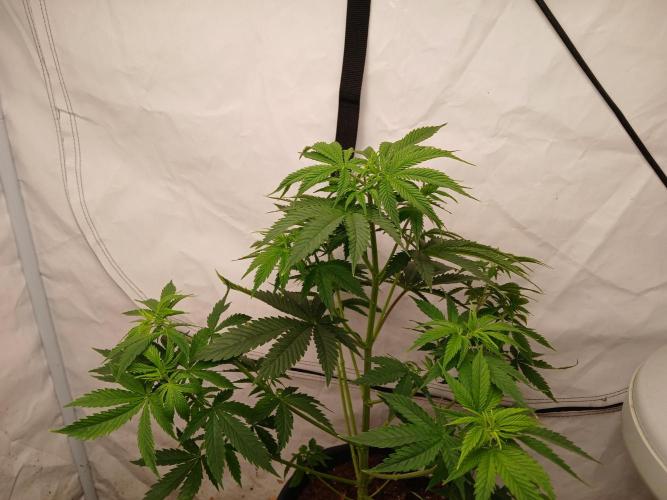 Skywalker OG. Week 3