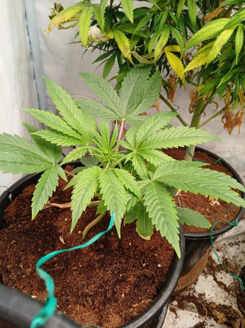 Mac & Cheese. Week 1