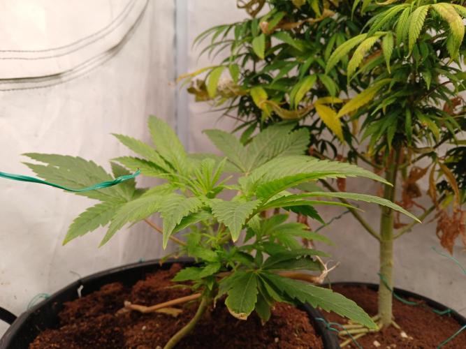 Mac & Cheese. Week 1