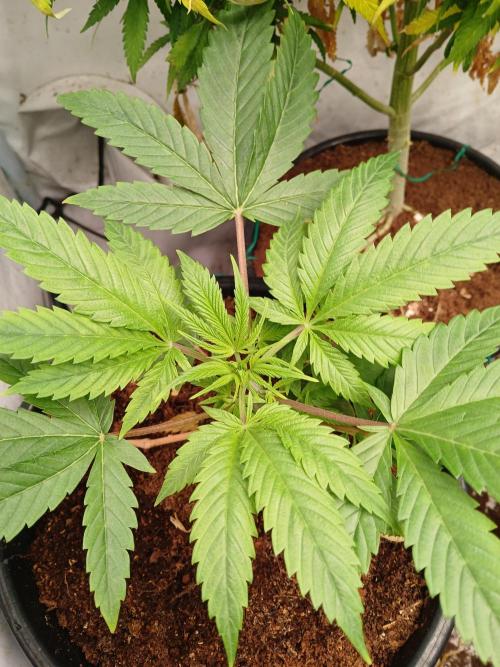 Mac & Cheese. Week 1