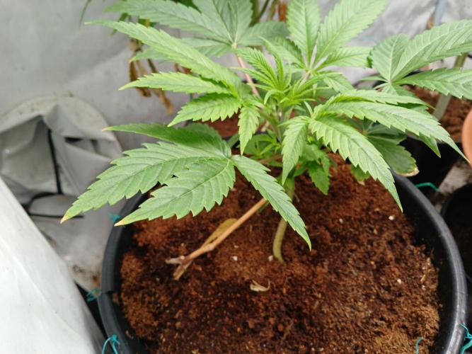 Mac & Cheese. Week 1