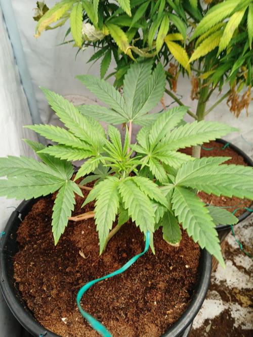 Mac & Cheese. Week 1