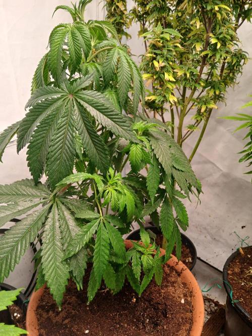 Mac & Cheese. Week 2