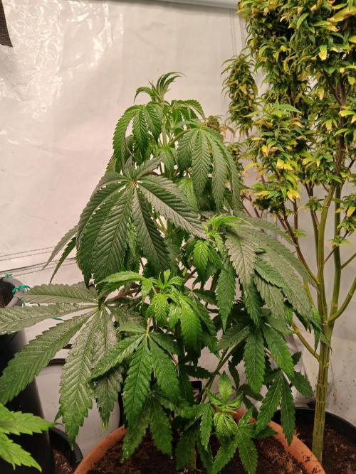 Mac & Cheese. Week 2