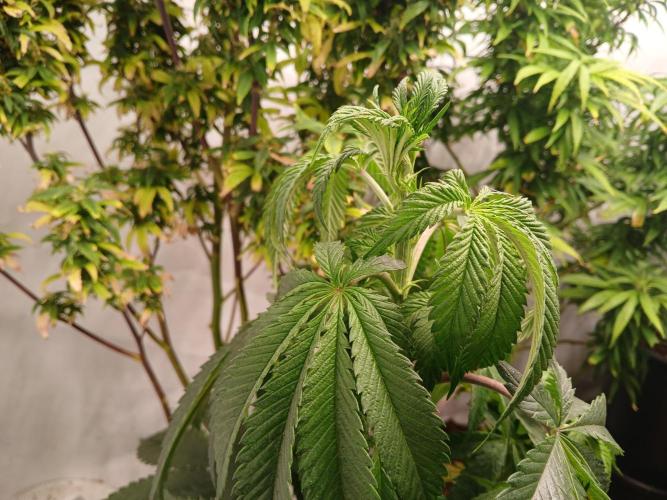 Mac & Cheese. Week 2