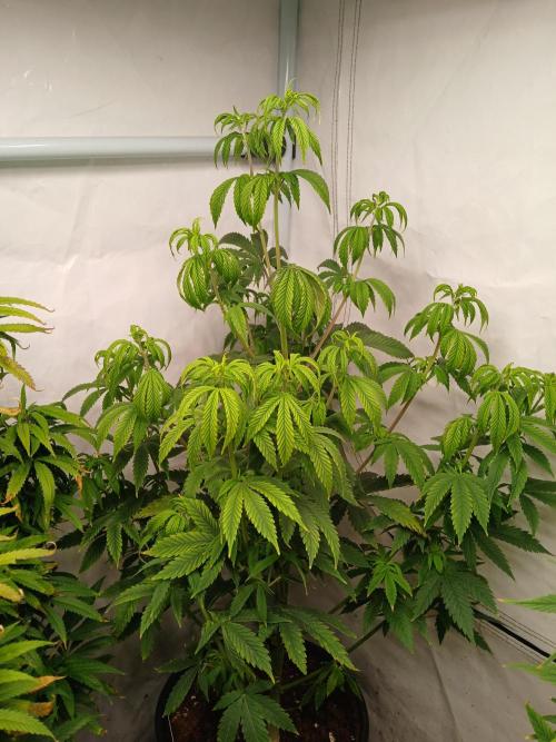 Skywalker OG. Week 4